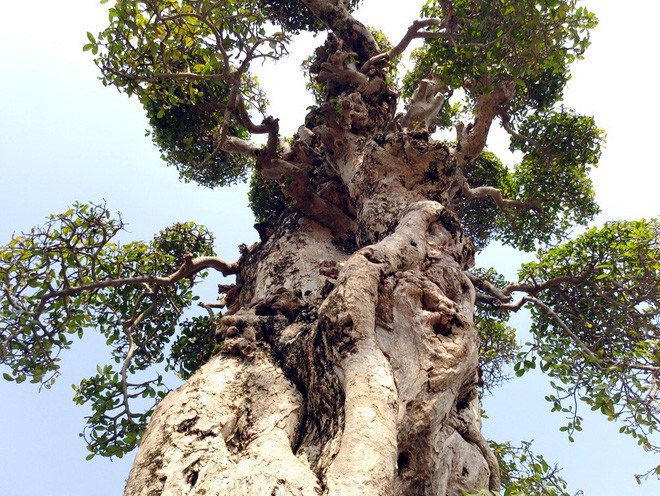 Choáng ngợp với cây duối tình mẫu tử hét giá 15 tỷ tại hội chợ Tết ở Hà Nội